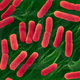Illustration for article titled Answer Key: Metal Band or Microbe?